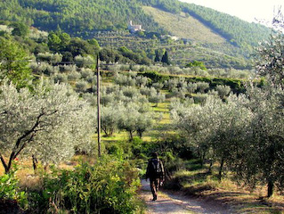 Olive grove walk